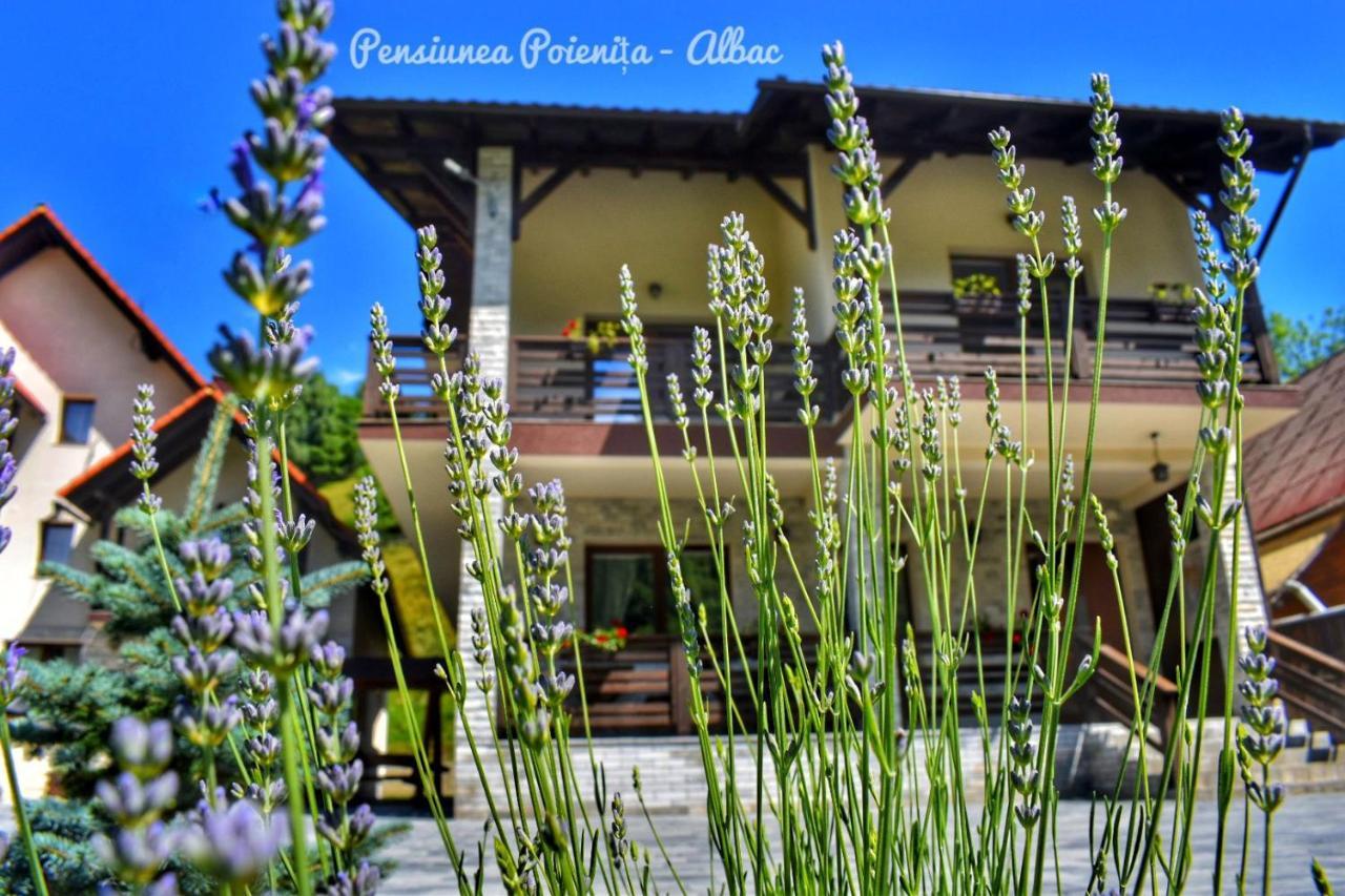 Pensiunea Poienita Albac Exterior foto